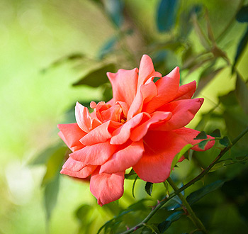 轰炸电话在线下单