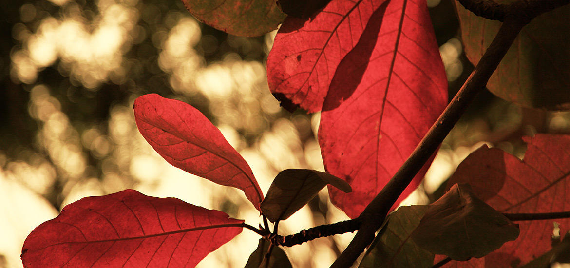 一手货源卡密的恶意发送验证短信